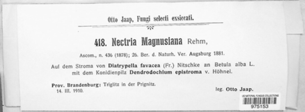 Nectria magnusiana image